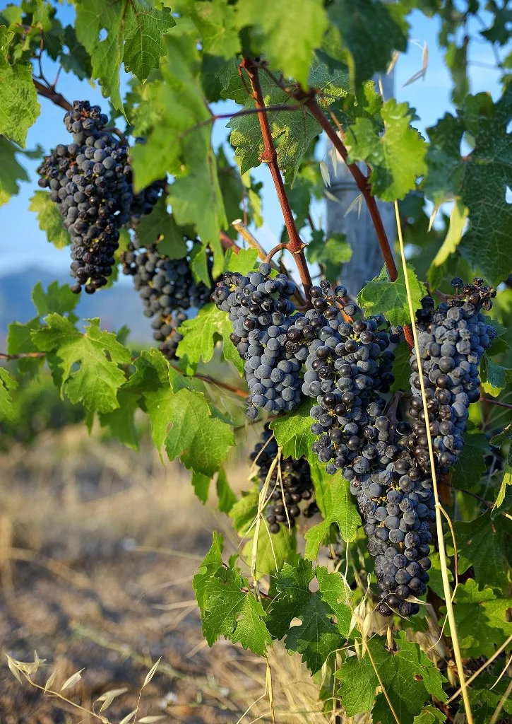 Krasi tsipouro