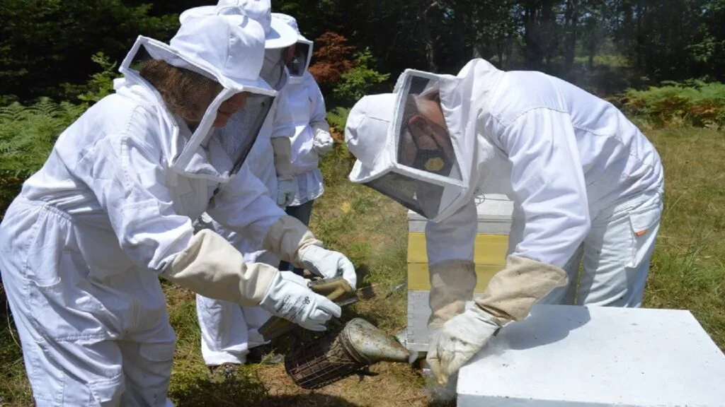 Taste halkidiki meli
