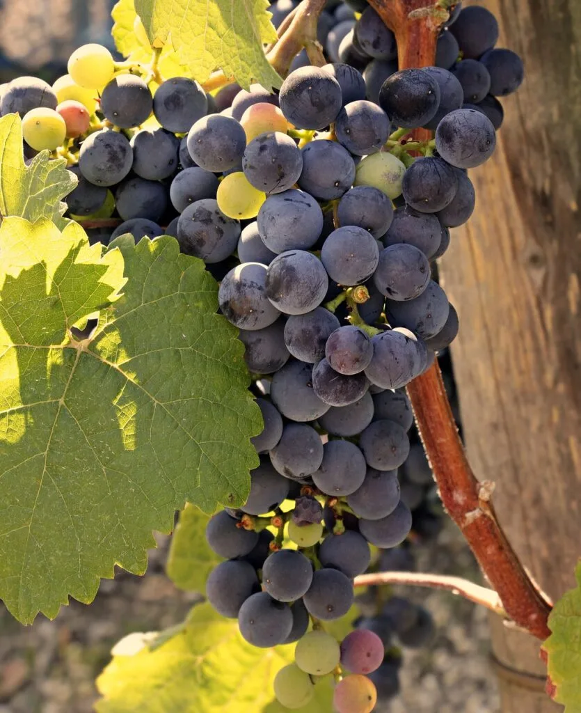 Wine 3623662 1280